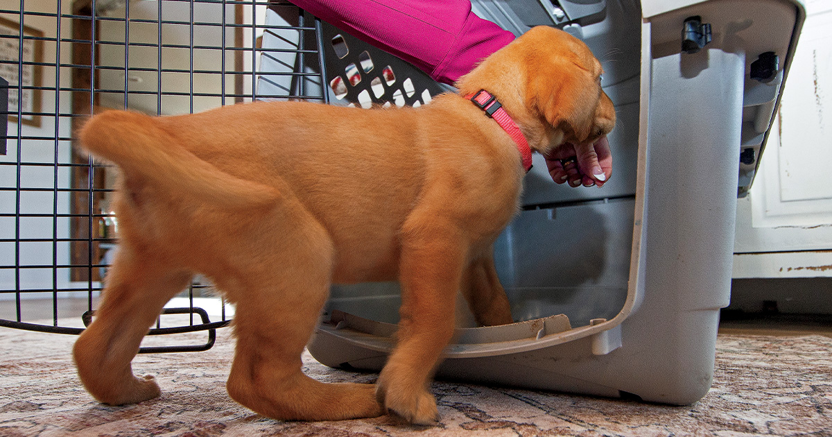 Labrador retriever puppy during kennel training. Photo by Todd J. and Nancy Steele