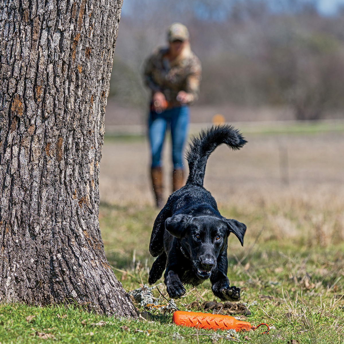 Retriever during a training session. Todd J. and Nancy Steele