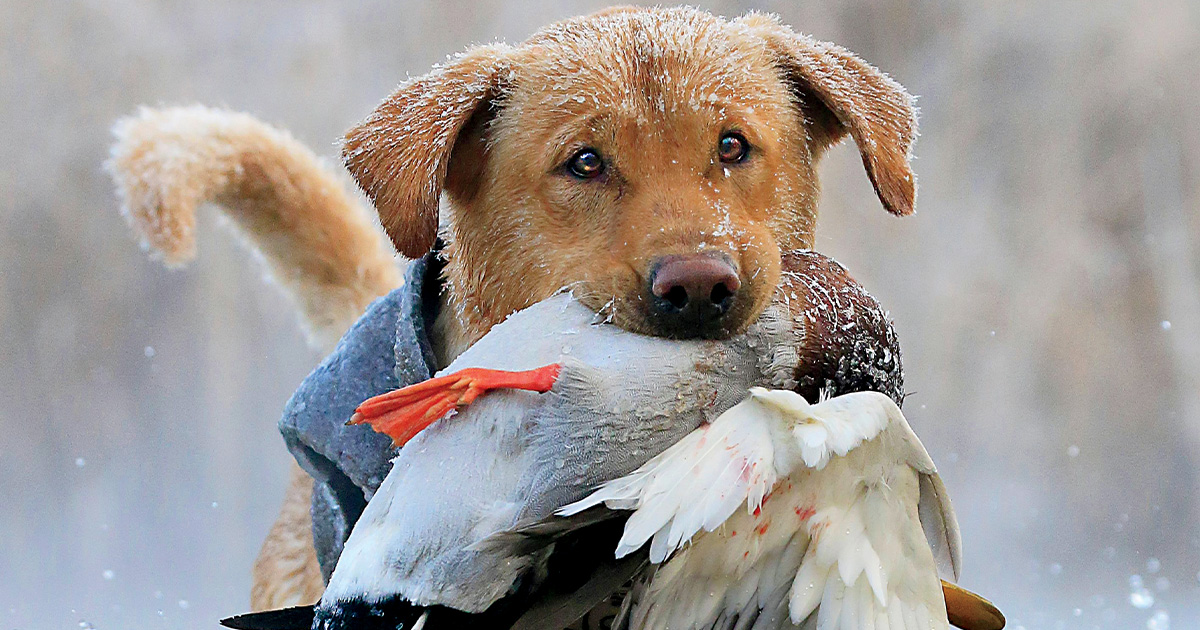 Retrievers: Cold-Weather Considerations