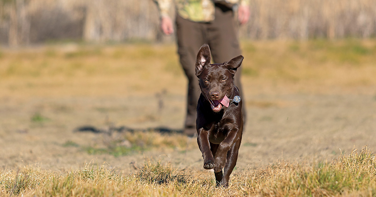 Retrievers: The Power of Play