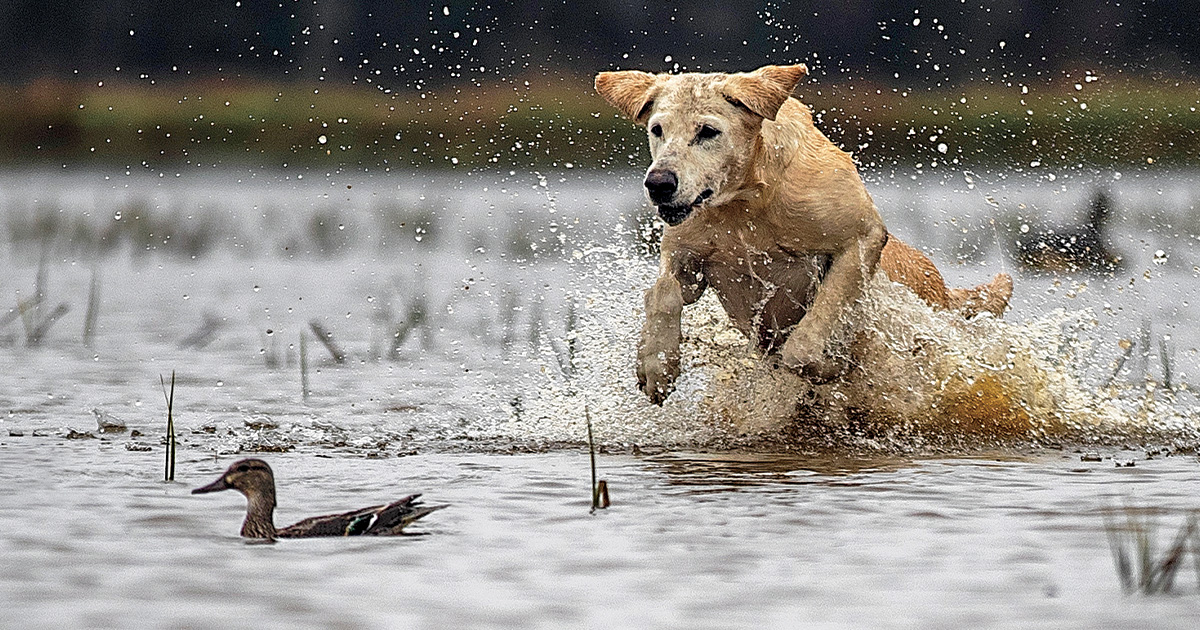 Image for Retrievers: The Chase