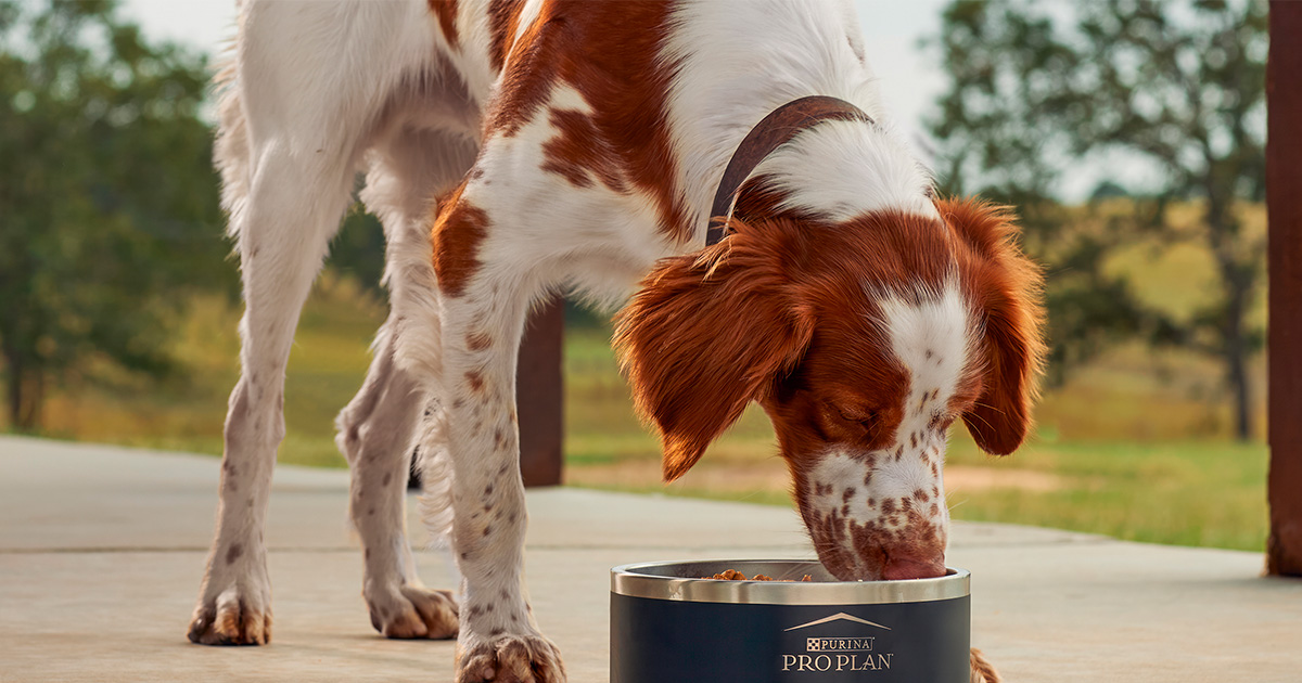 Image for A Century of Pet Nutrition