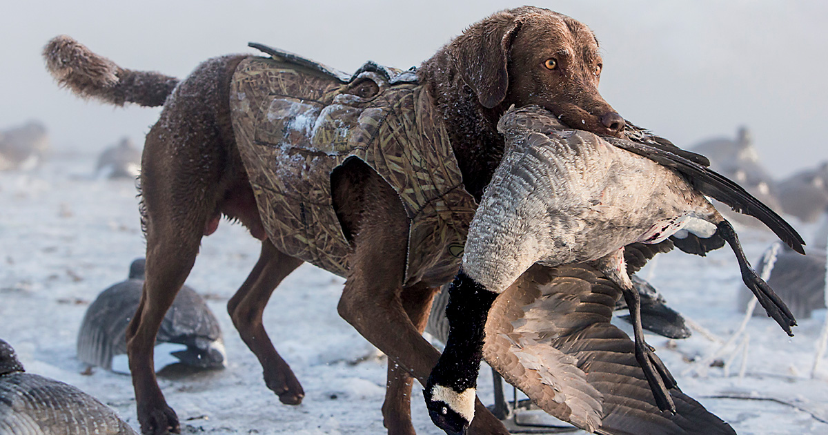 Winter Retriever Safety