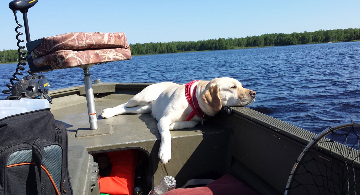 Common Amateur Retriever Trainer Mistakes