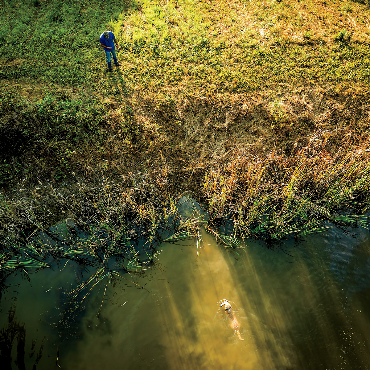 Retriever training session. Photo by BillKonway.com