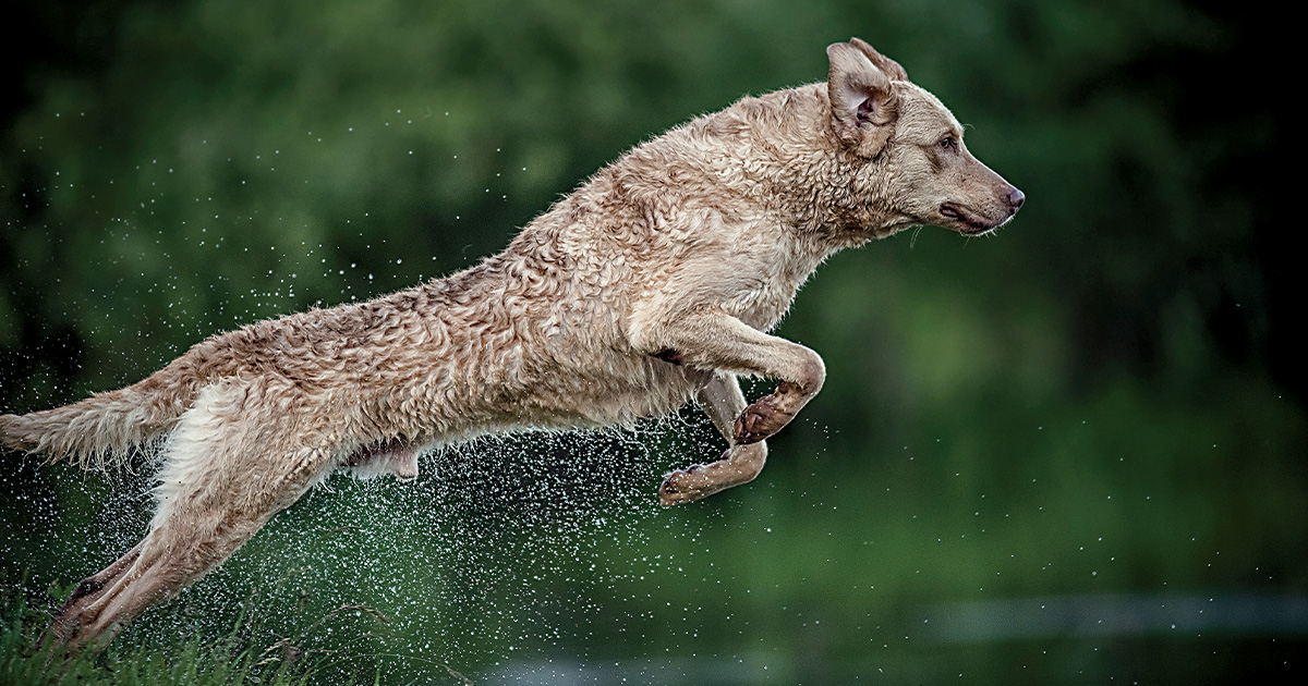 Retriever jumping into water. Photo by John Hafner