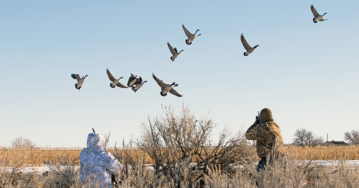 Image for Surefire Shooting Tips for Canada Geese