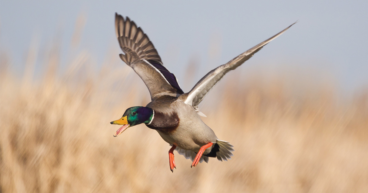 Migration Alert: Improved Habitat Conditions in Great Plains Has Waterfowl Managers Optimistic