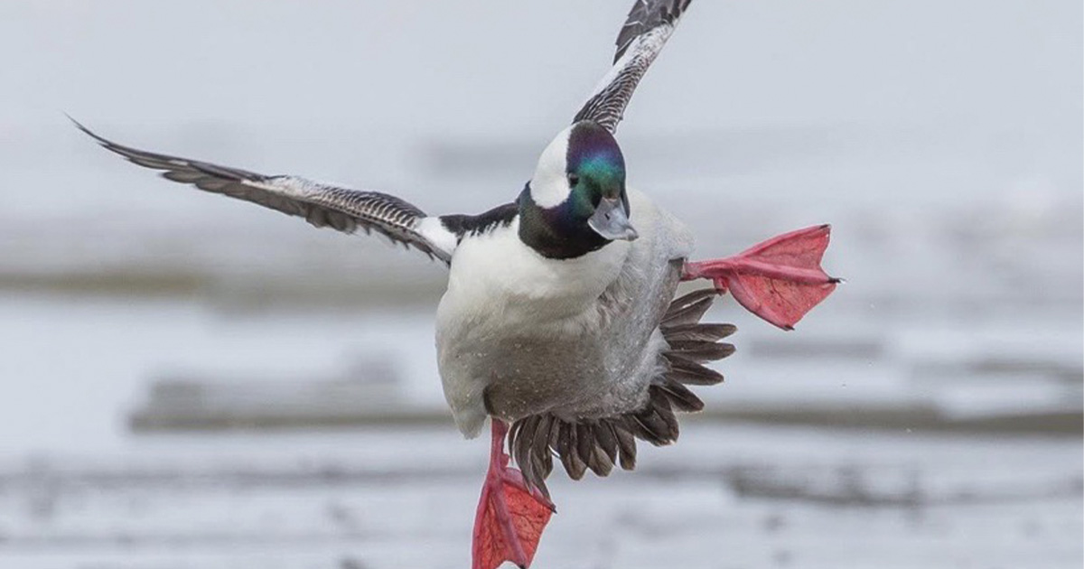 Migration Alert: Pennsylvania Hunters Report Strong Migration, Hunting Success