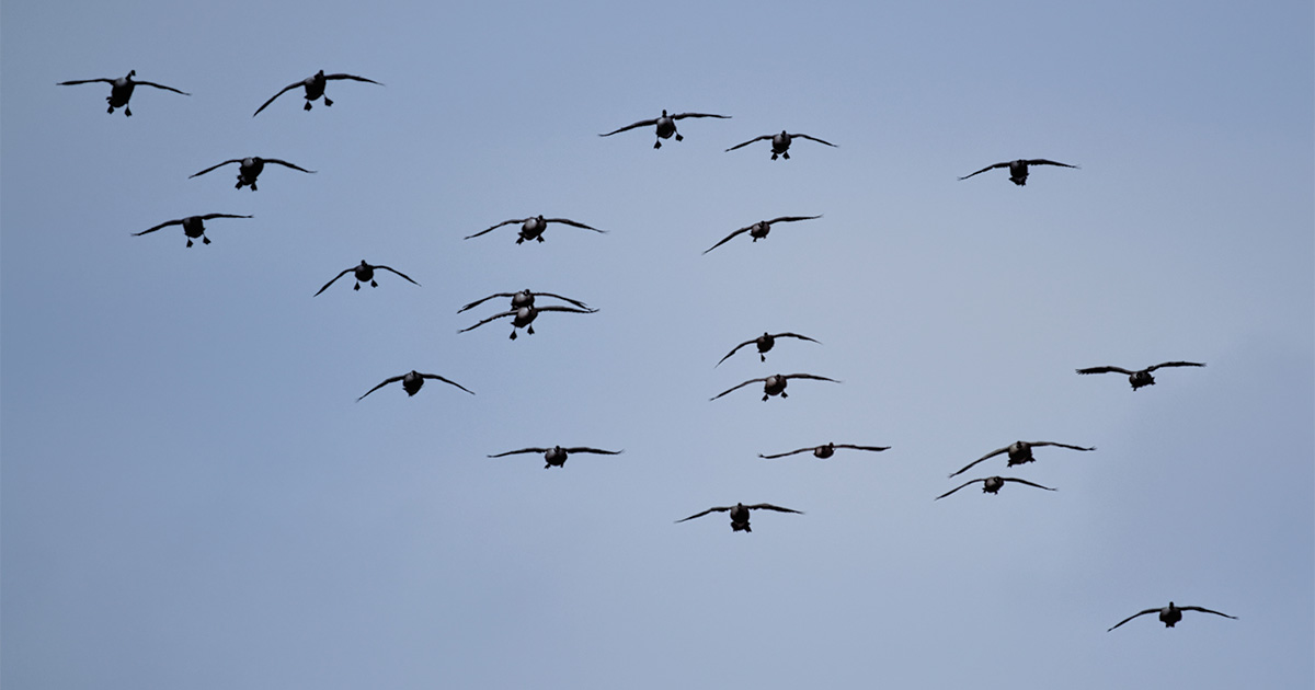 Canada geese coming in, Photo by Dale Kauzlaric