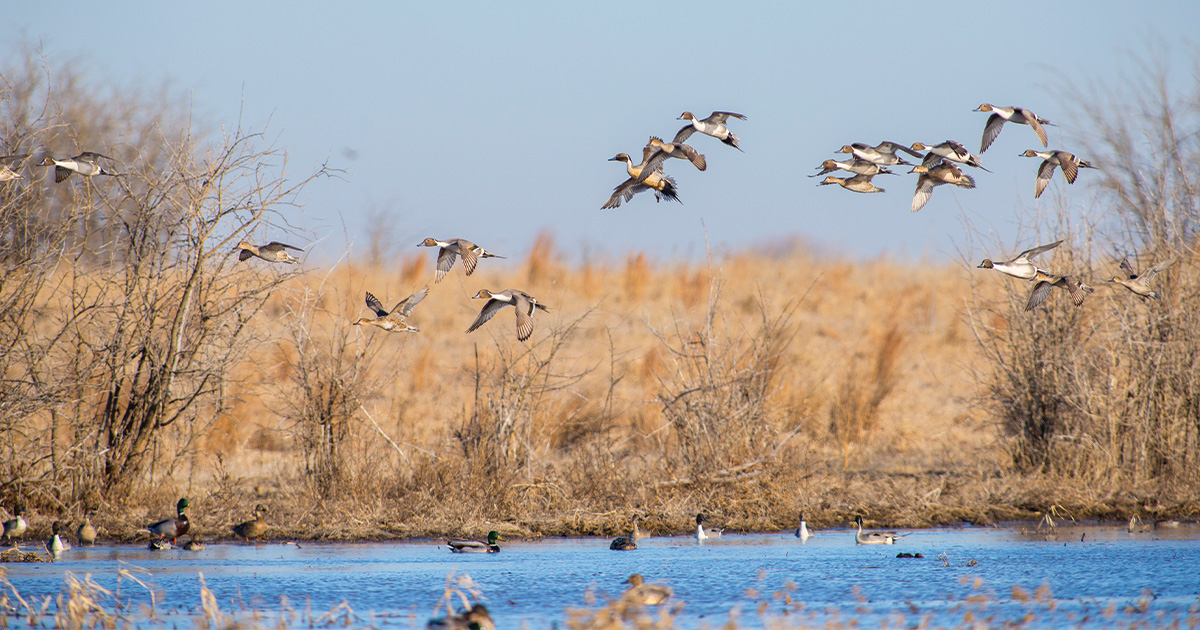 Migration Alert: North Dakota Hunters Wait on Weather and Migration