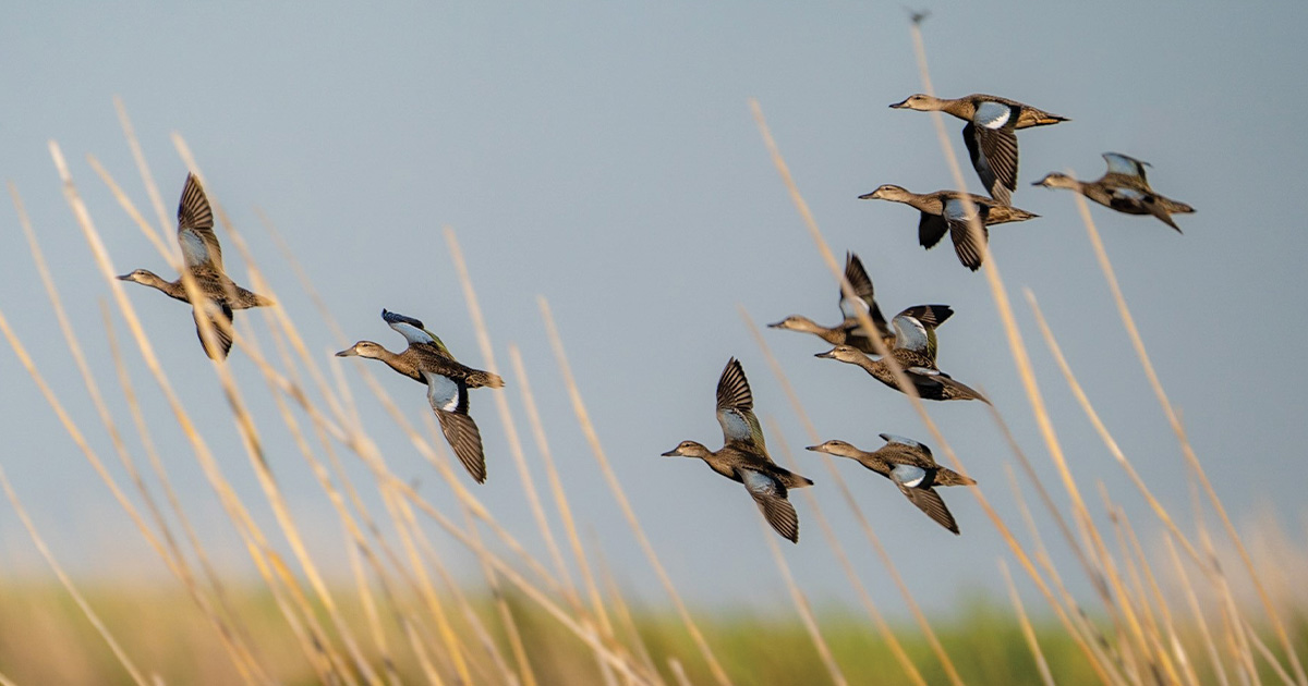 Migration Alert: Early Cool Fronts and Improved Habitat Sets the Table for Central Flyway Teal Hunters