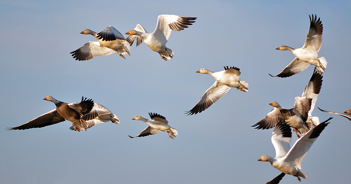 Image for Migration Alert: As Central Flyway Thaws, Light Geese Push North