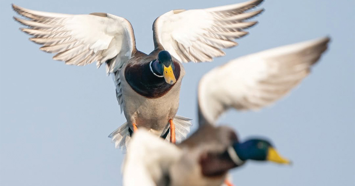 Migration Alert: Waterfowl Migration Increases Across Michigan