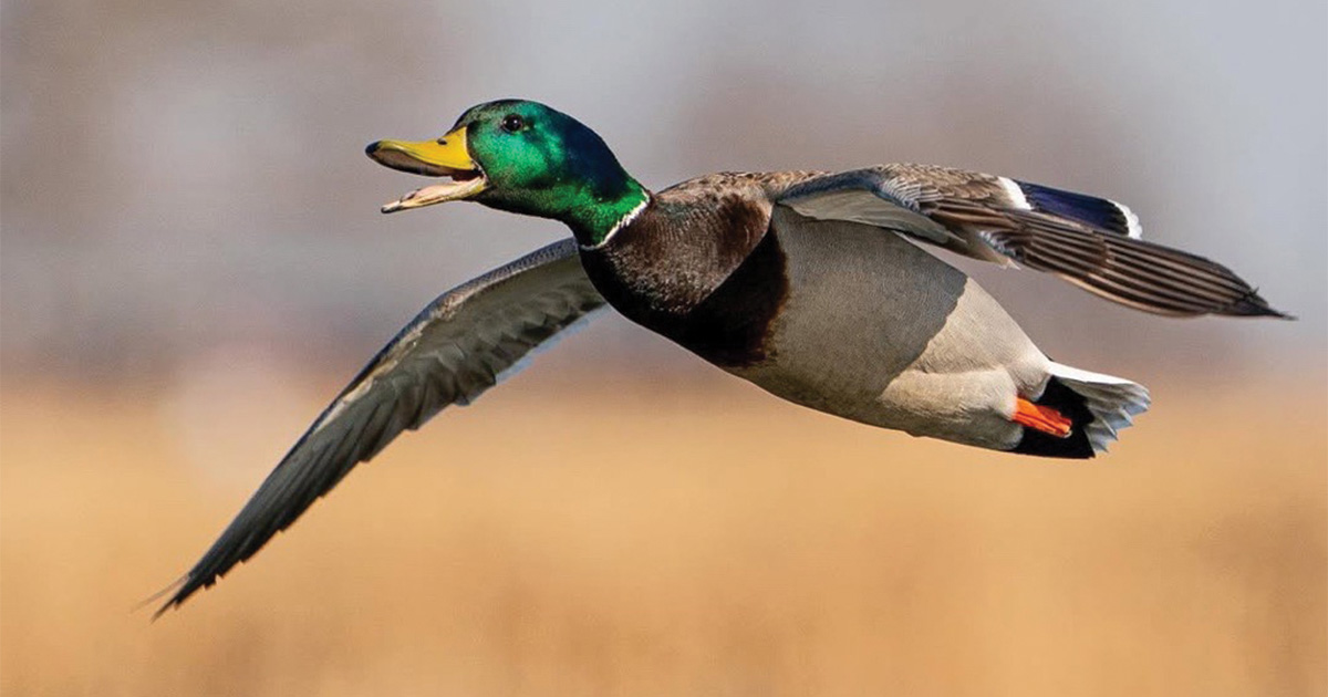Migration Alert: Ducks Flock to Flood Waters in South Dakota
