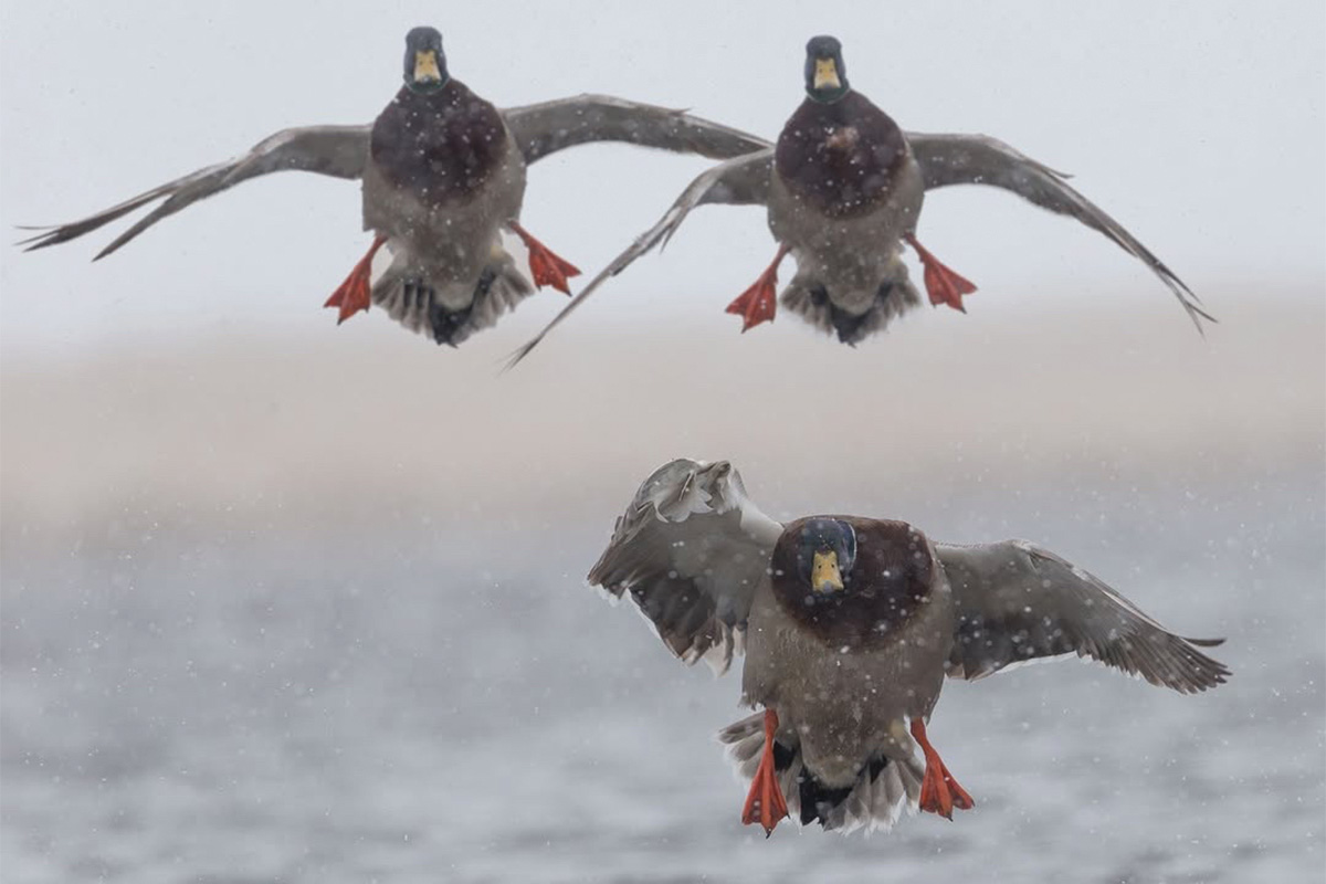 Migration Alert: Empire State Hunters Taking Advantage of Winter Weather