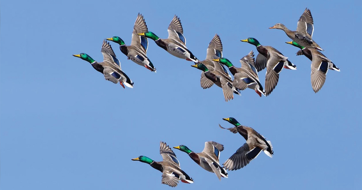 Migration Alert: Weather Pattern Shift on Tap for Central Flyway