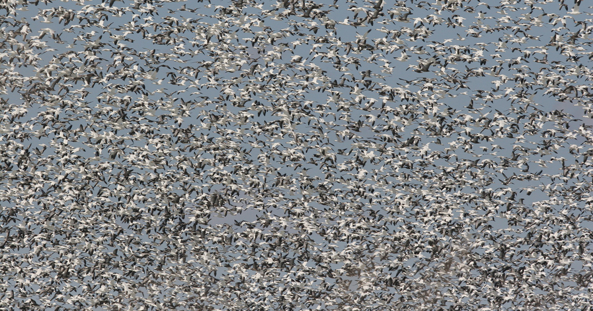 Image for Migration Alert: Migration Bottleneck Widens as Light Geese Push into North Dakota and Canada