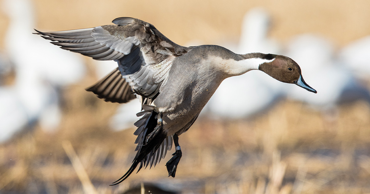 Migration Alert: Washington and Idaho Hunters Off to a Good Start