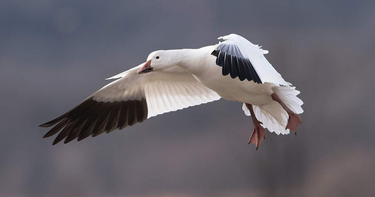 Image for Migration Alert: Mississippi Flyway Hunters Pack Up as Light Goose Migration Shifts into the Dakotas