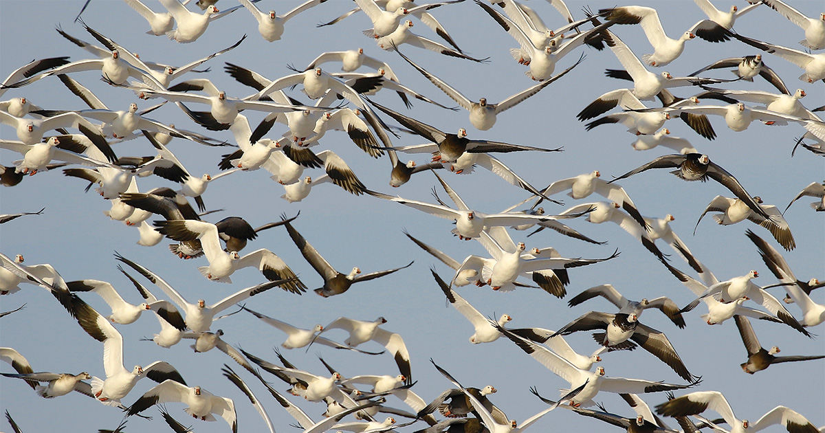 Image for Migration Alert: Light Geese Surge Into South Dakota