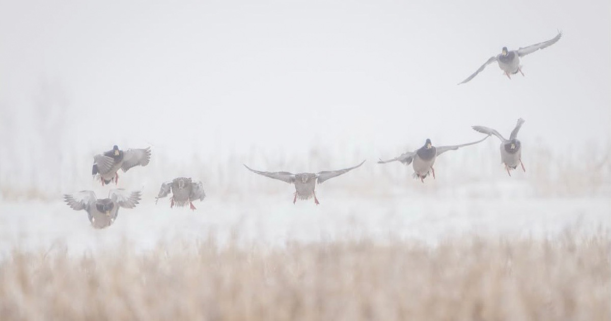 Migration Alert: Migration Throughout the Great Lakes Region Increases Following Winter Weather