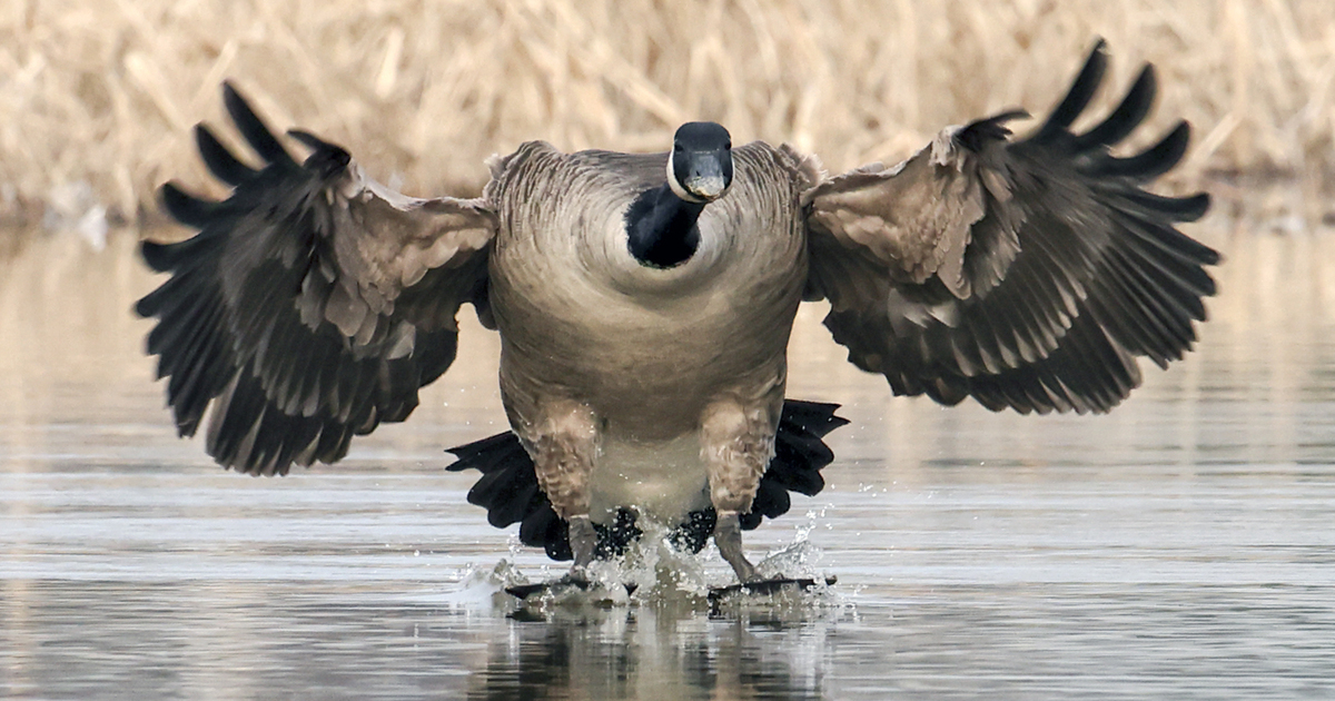 Migration Alert: Winter Weather May Improve Canada Goose Hunting throughout Great Lakes Region