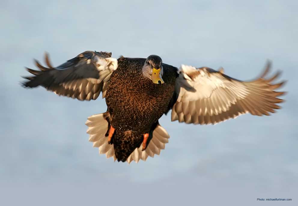 American Black Duck Image