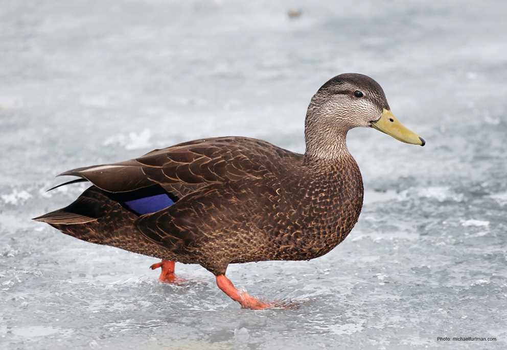 American Black Duck Image