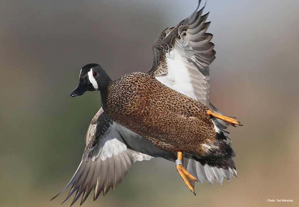 Blue-winged Teal Image