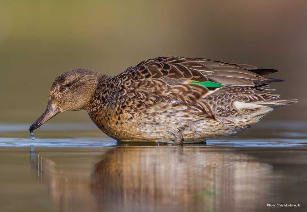 Green-winged Teal Image