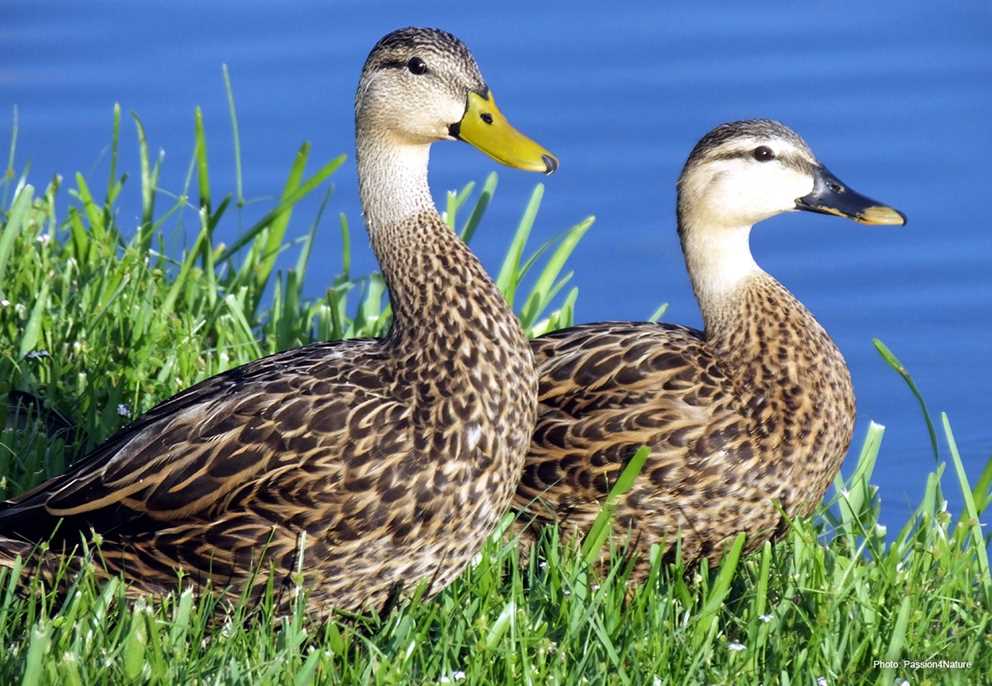 Mottled Duck Image