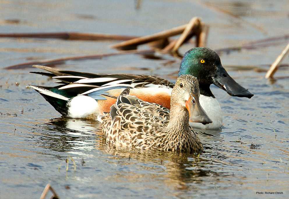 Northern Shoveler Image