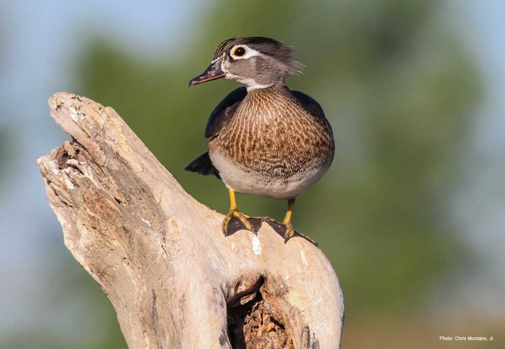 Wood Duck Image