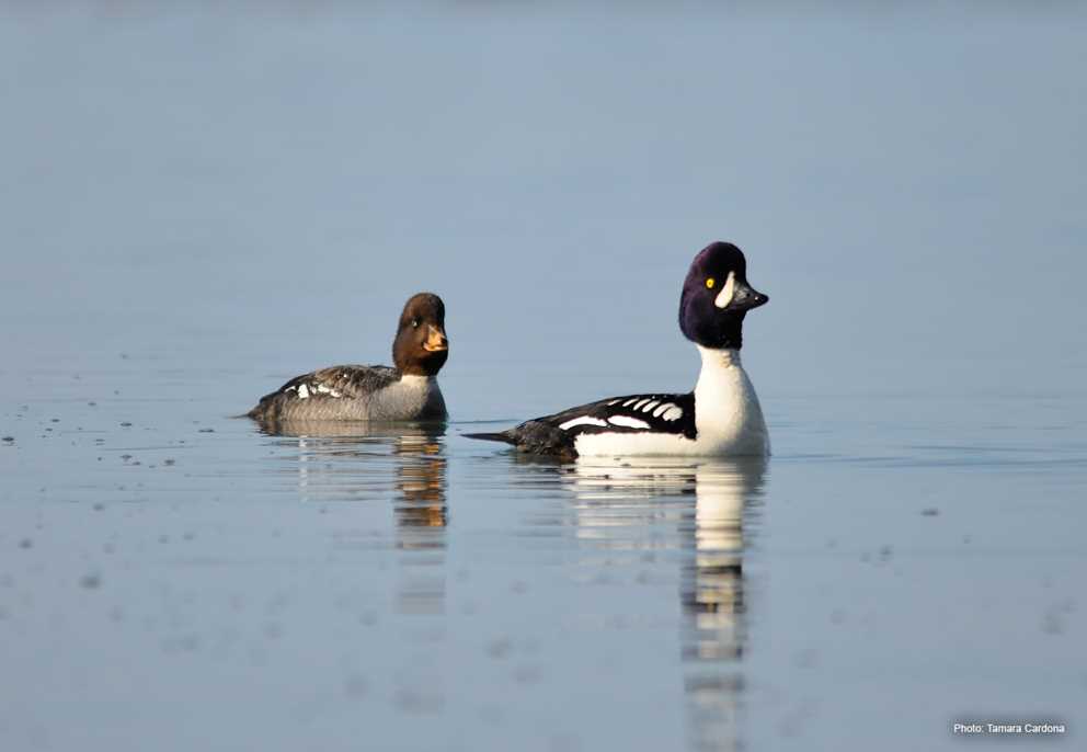 Barrow's Goldeneye Image