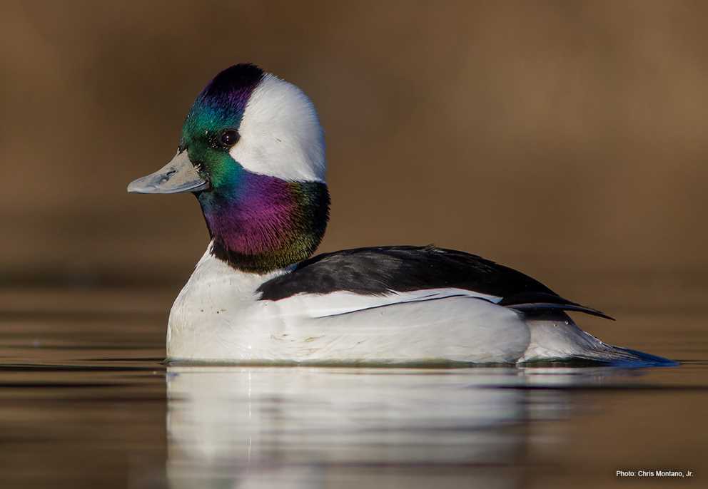 Bufflehead Image