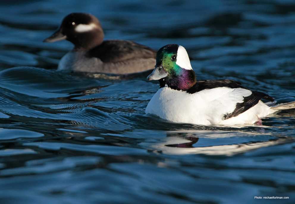 Bufflehead Image