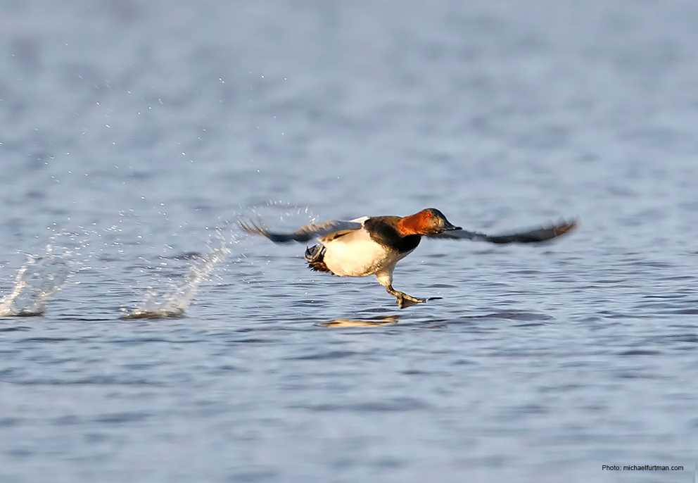 Canvasback Image