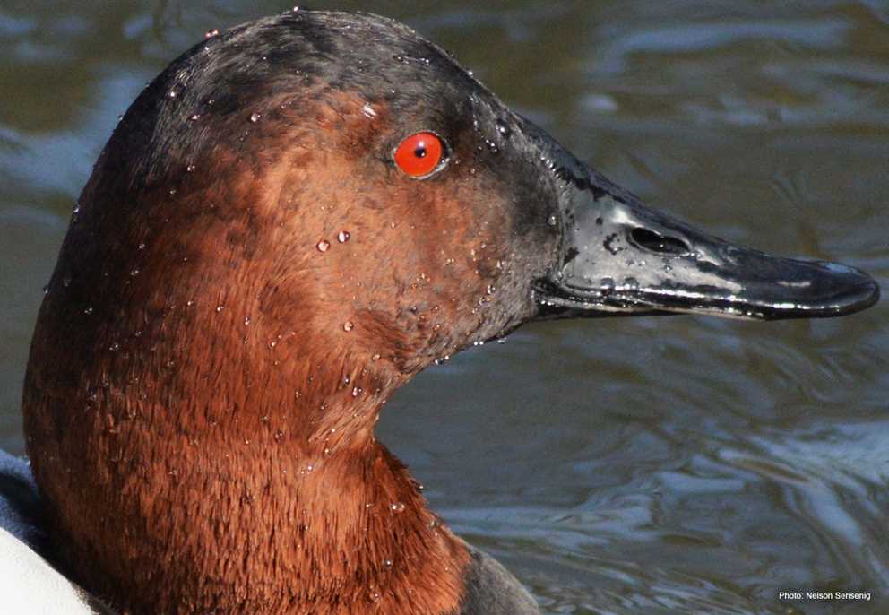 Canvasback Image