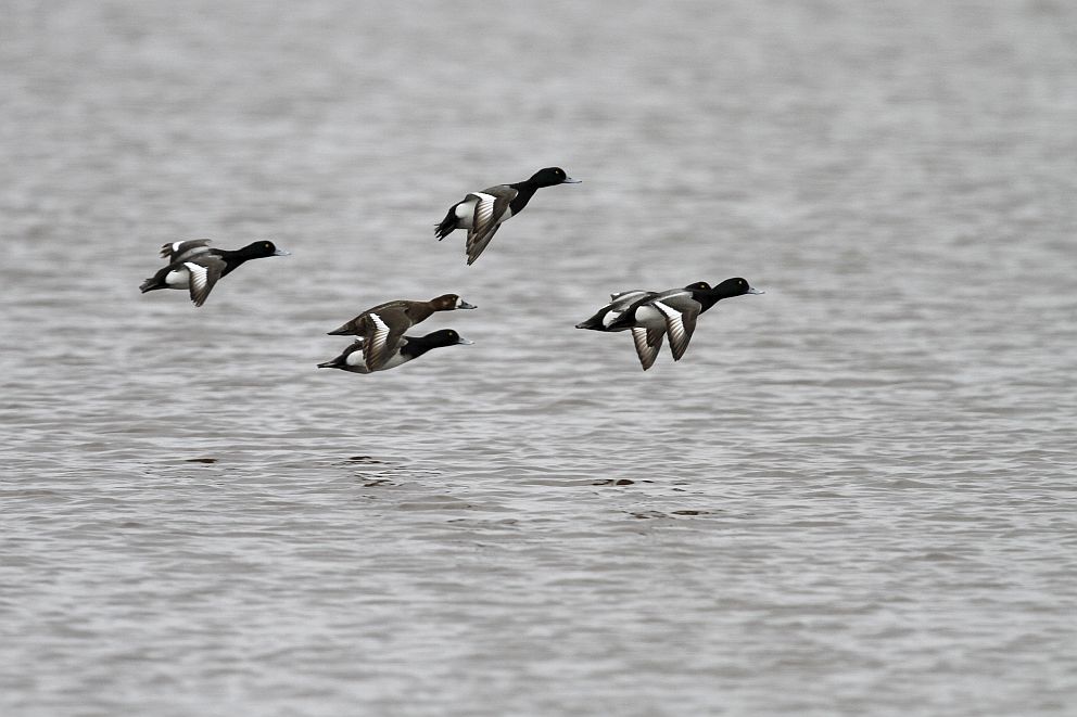 Greater Scaup Image