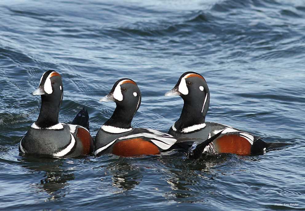 Harlequin Duck Image