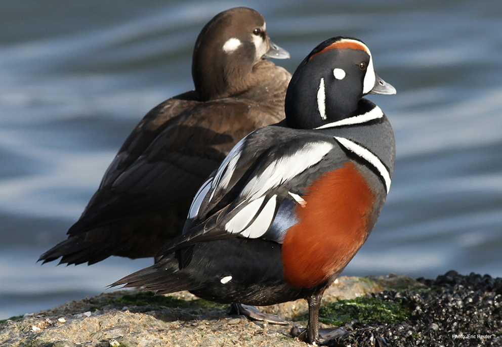 Harlequin Duck Image