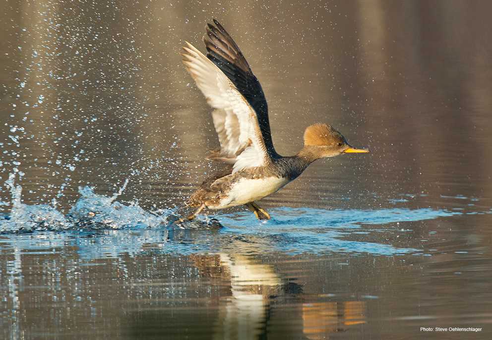 Hooded Merganser Image