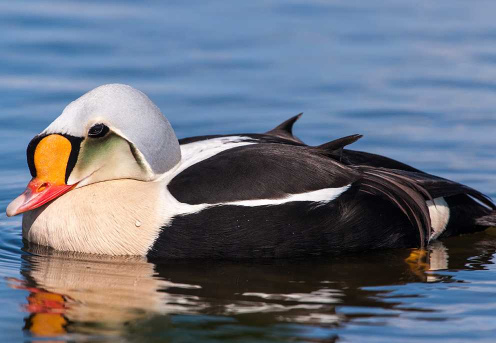 King Eider Image