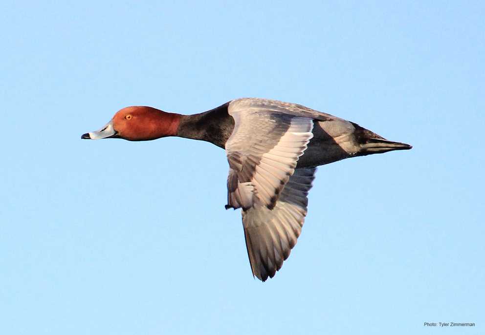 Redhead Image