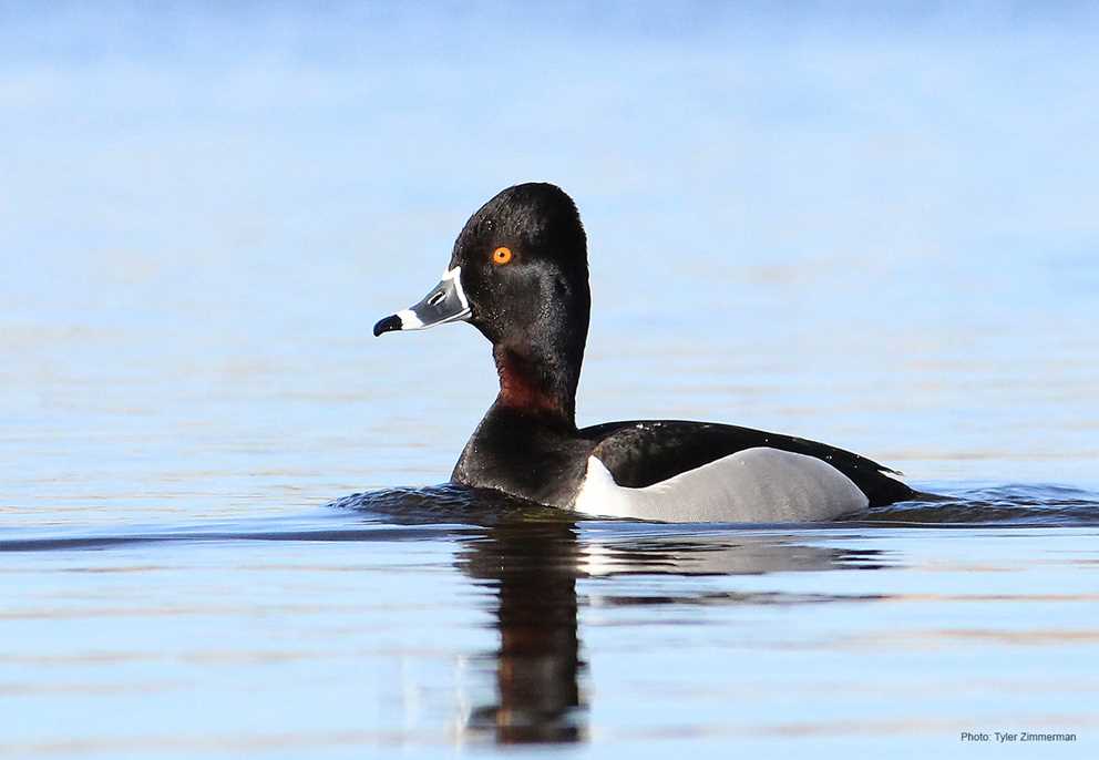 Ring-necked Duck Image