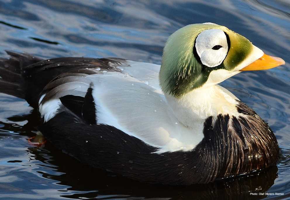 Spectacled Eider Image