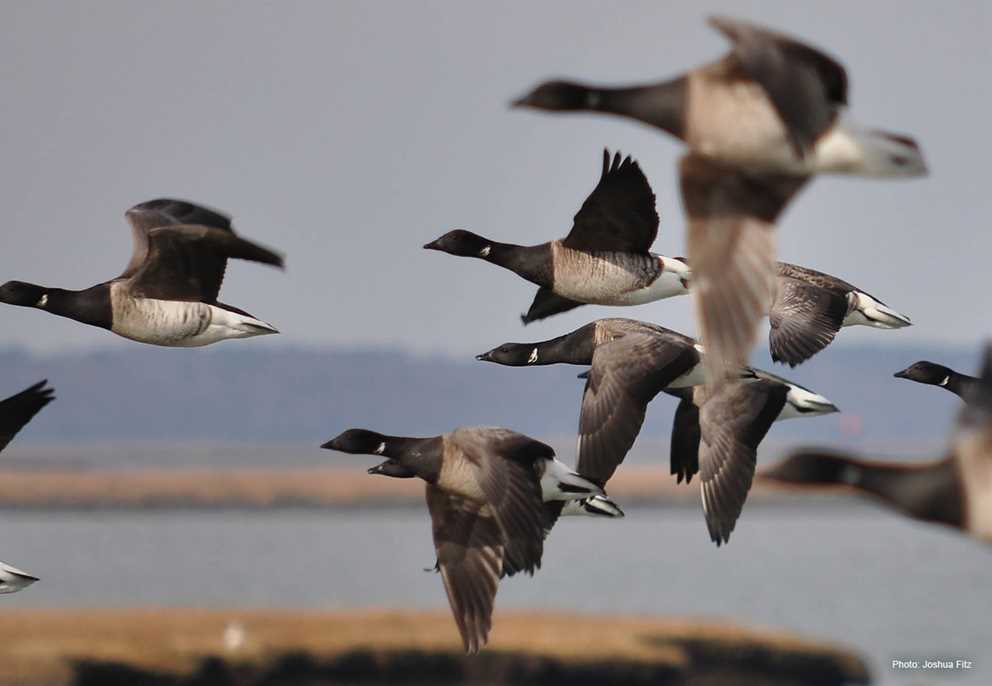 Brant Image