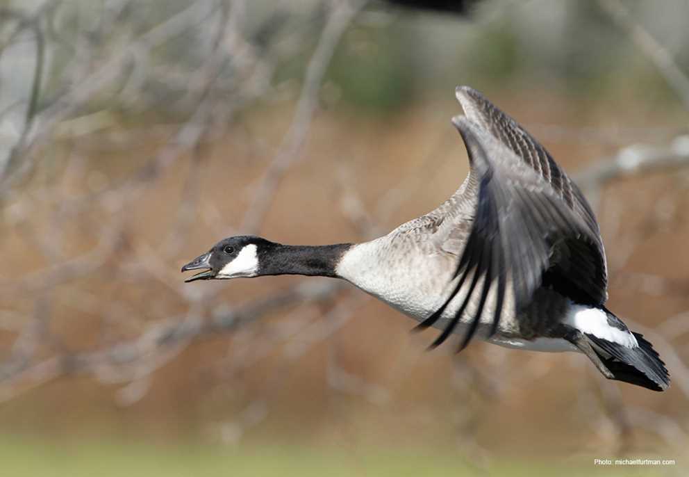 Cackling Goose Image