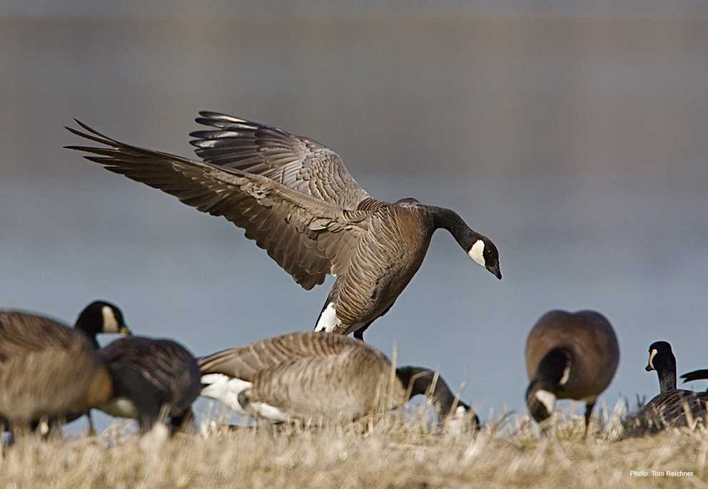 Cackling Goose Image